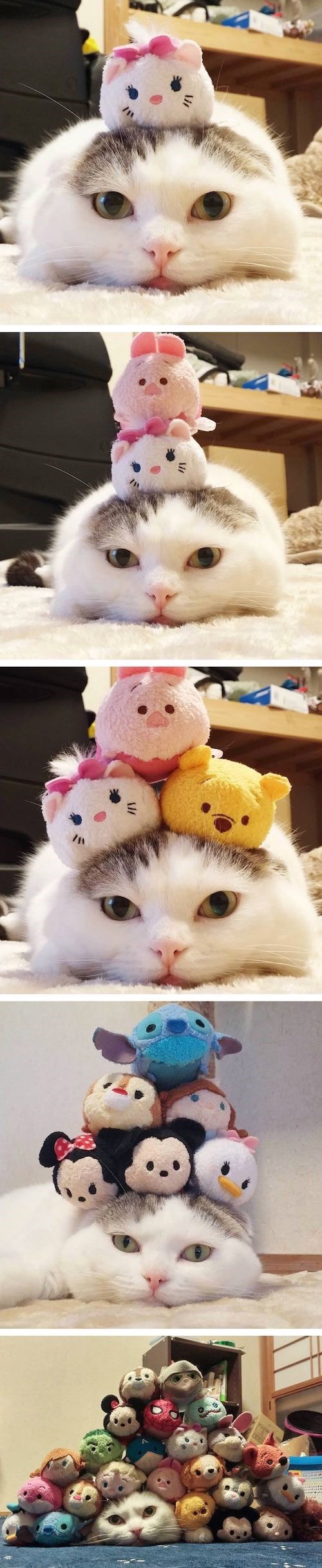 주인놈 또 시작이네 | 인스티즈