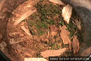 신기한 지구의 생명체들 | 인스티즈