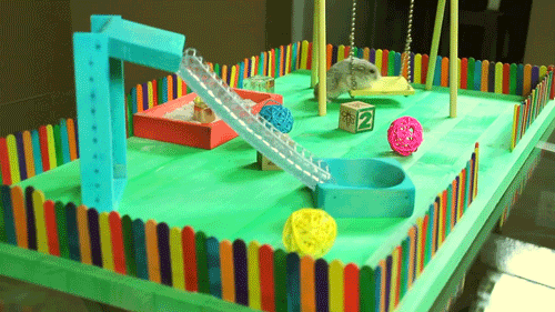 햄찌전용 놀이터 | 인스티즈