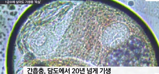 1급수에 사는 민물고기라도 기생충 천지 (혐오주의) | 인스티즈