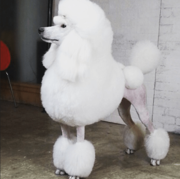  나보다 미용에 돈 더 많이 쓰는게 분명한 신세계 정용진 부회장이 키우는 강아지들...jpg | 인스티즈