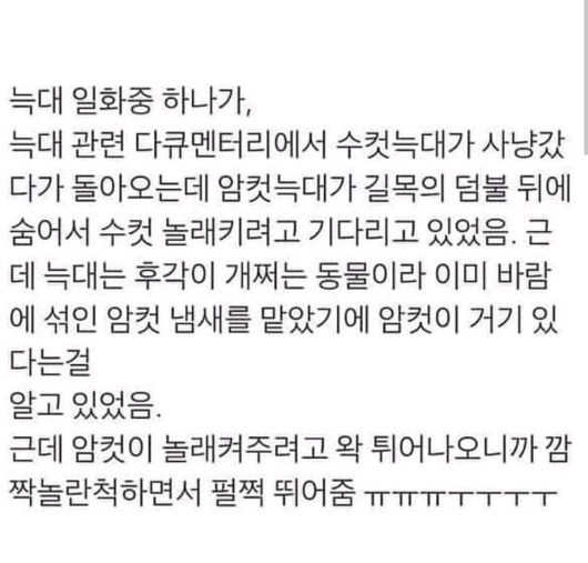 늑대한테 설레버림.jpg | 인스티즈