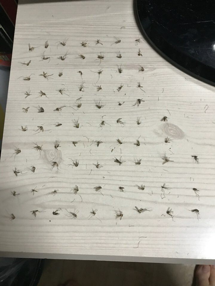 모기 새끼 다양하게 고문하는 모기 갤러리.jpgif | 인스티즈