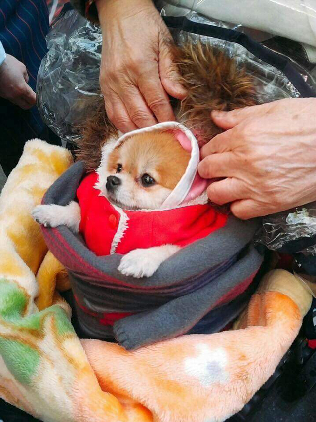 추운날 할머니의 댕댕이 패션 코디 | 인스티즈