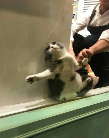 고양이호텔에서 주인에게 보낸 사진 | 인스티즈