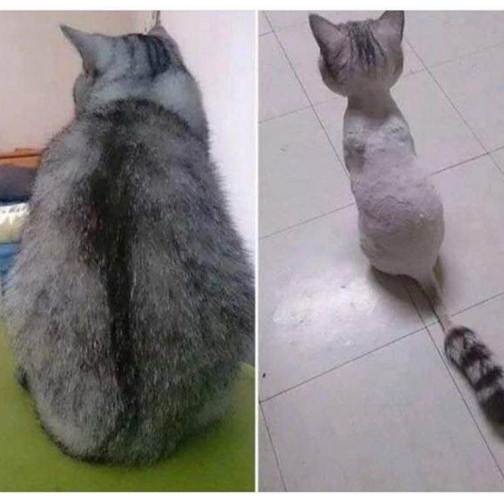 살찐줄 알았는데 털 | 인스티즈