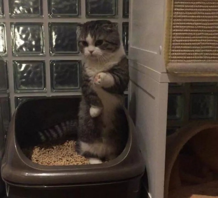 변비걸린 고양이 | 인스티즈