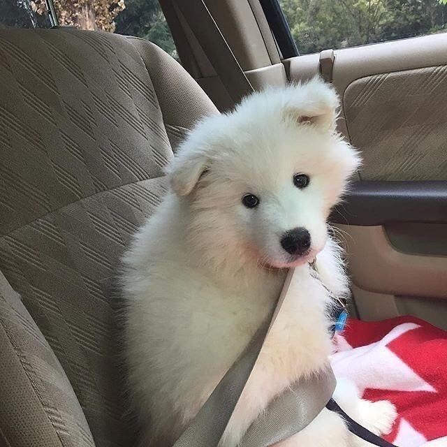 지하철인데 어떤 강아지가 자꾸 에어드랍으로 자기 셀카를 보냄.jpg | 인스티즈