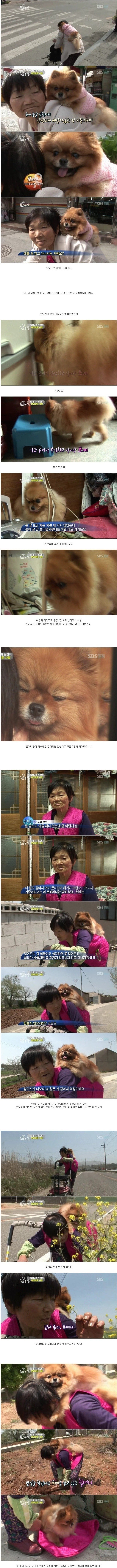 포메와 할머니 이야기.JPG | 인스티즈