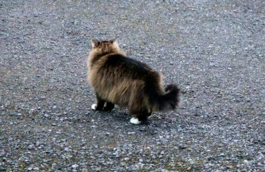 고양이 사냥에 나선 여우 | 인스티즈