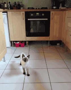 그들의 반사신경 | 인스티즈