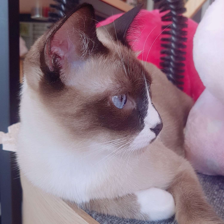 고양이들의 눈동자 | 인스티즈