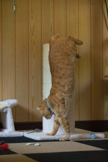 이상한 동물 피규어 모음.jpg | 인스티즈