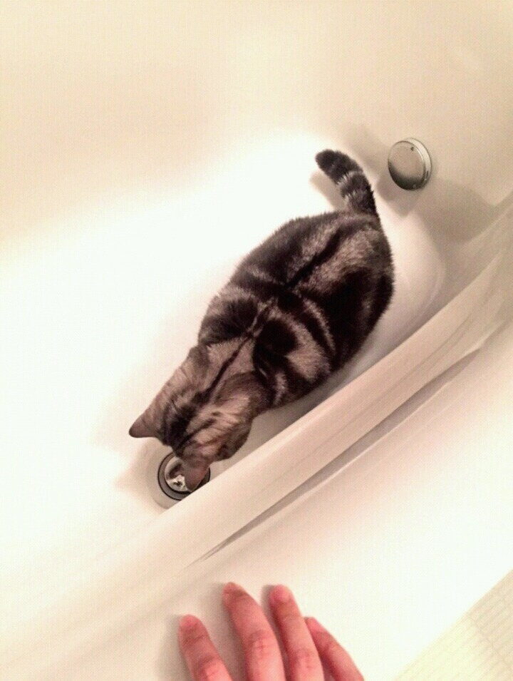 욕조 안에서 가만히 있는 고양이 | 인스티즈