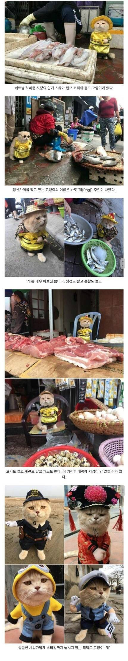 성공한 생선가게 고양이 사장님 | 인스티즈