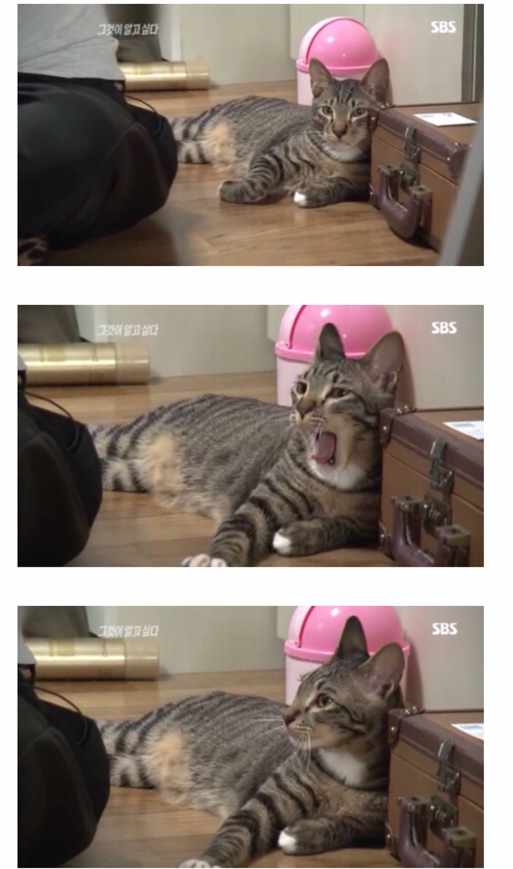 그것이 알고싶다에 나온 고양이 ㄷㄷ | 인스티즈