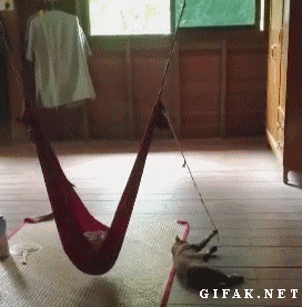 고양이가 영물이라 불리는 이유.....gif | 인스티즈