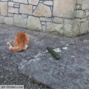 고양이 보고 오이 놀라는 짤 | 인스티즈