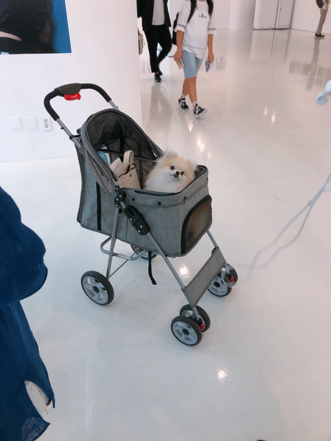 오늘자 트와이스 나연 반려견(포메) 쿠크.jpgif | 인스티즈