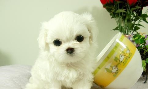 애완동물로 더 선호하는 것은? 강아지 vs 고양이 | 인스티즈