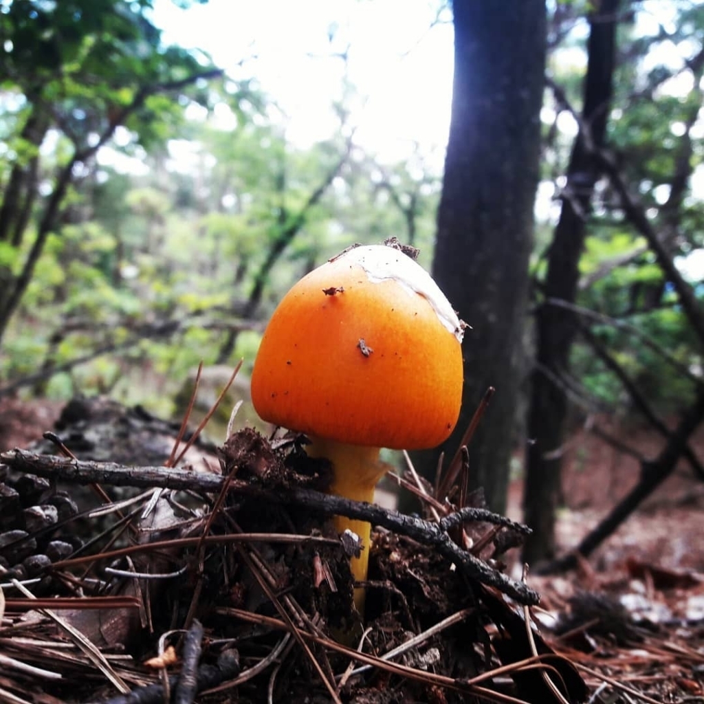 독버섯이다 vs 먹을 수 있는 버섯이다 | 인스티즈