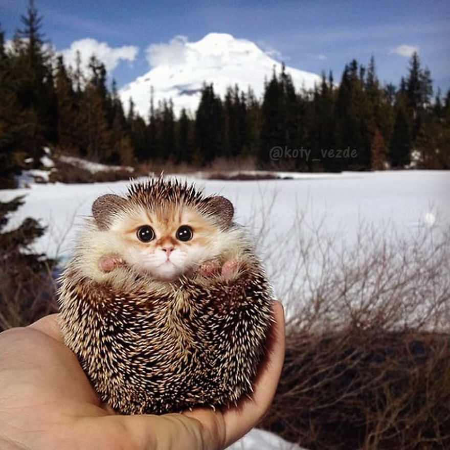 모든동물이 고양이가 된다면?.jpg | 인스티즈