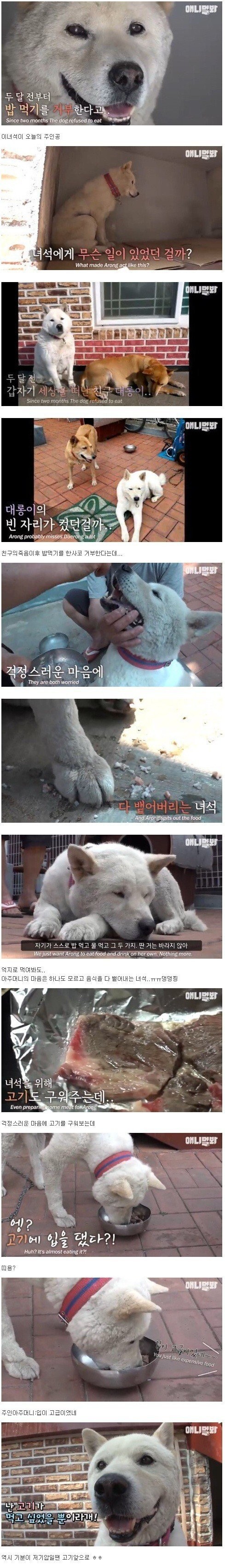 친구가죽고 밥을 거부하는 댕댕이 | 인스티즈