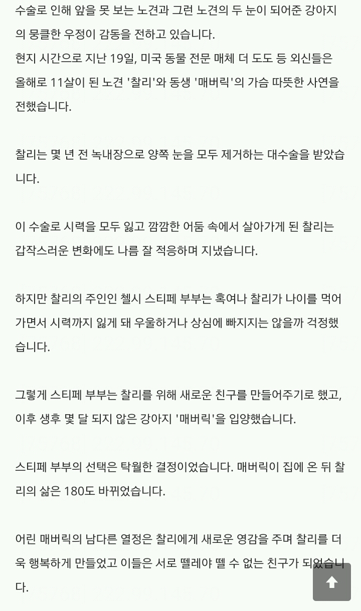 앞 못 보는 노견 위해 직접 목줄 입에 물고 산책하는 골든 리트리버.jpg | 인스티즈