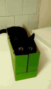 검은 고냥이 | 인스티즈