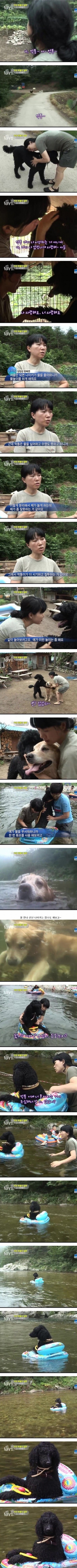 튜브끼고 강에서 노는 푸들ㄷㄷㄷ | 인스티즈