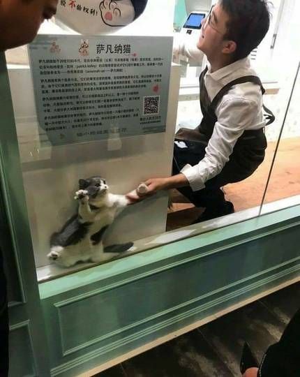 고양이호텔에서 주인에게 보낸 사진 | 인스티즈