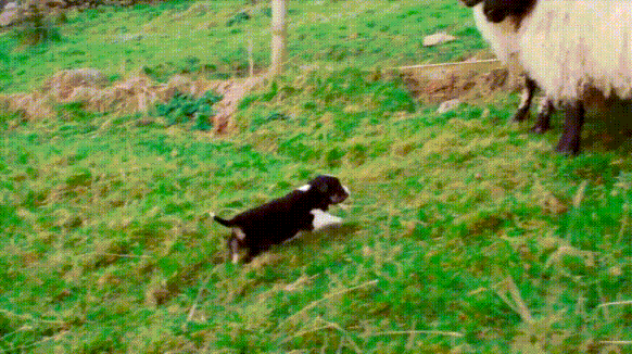 직업체험하러온 댕댕이 | 인스티즈