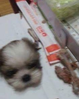 치킨이 먹고팠던 강아지 | 인스티즈