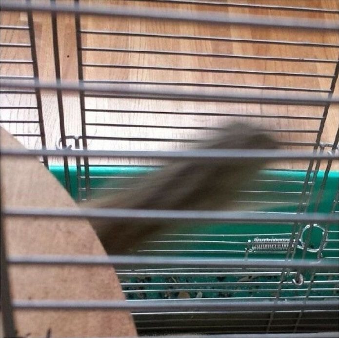 집에서 키우는 다람쥐사진 ㄷㄷ.JPG | 인스티즈