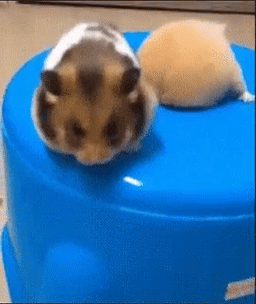 구멍에 빠지는 햄스터.gif | 인스티즈