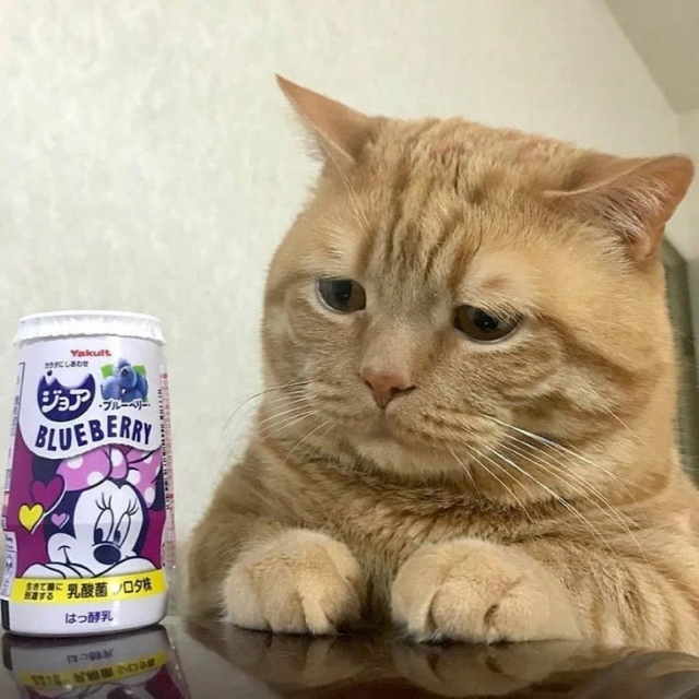 집사는 내 입맛을 모른다.JPG | 인스티즈