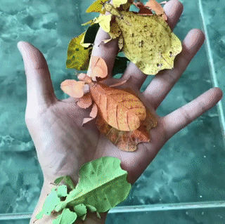 신기한 지구의 생명체들 | 인스티즈