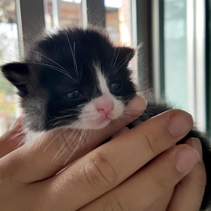 냥이 눈코입 모음 | 인스티즈