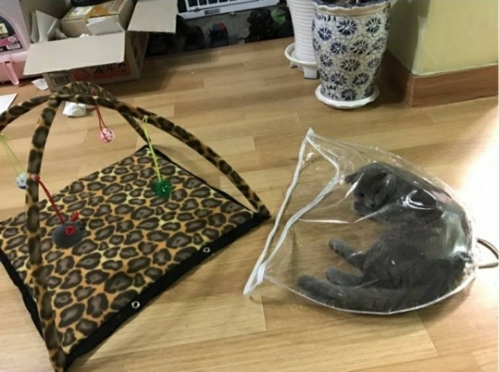 고양이용 텐트 구매 후기.JPG | 인스티즈