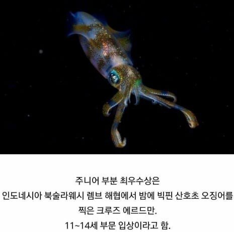 2019 야생 동물 사진 최우수상 모음 | 인스티즈