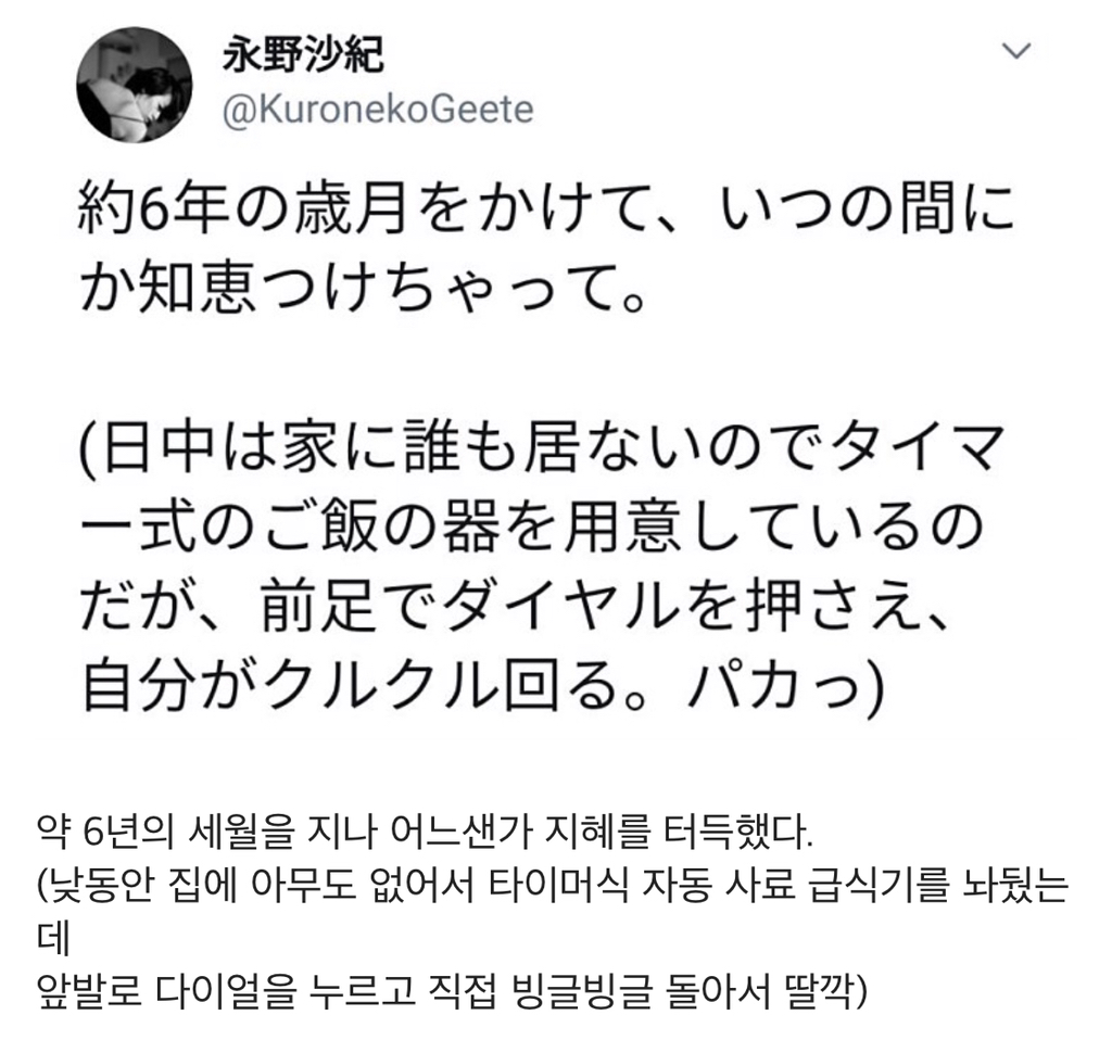 집 고양이 6년이면 사료통 뚜껑도 연다 | 인스티즈