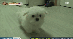 아니.. 음식물 쓰레기통에서 강아지 우는 소리가 나는거에요 | 인스티즈