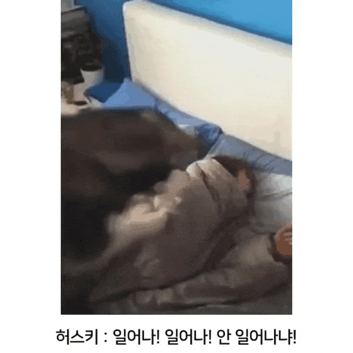 견종별 주인 깨우는 방법.gif | 인스티즈