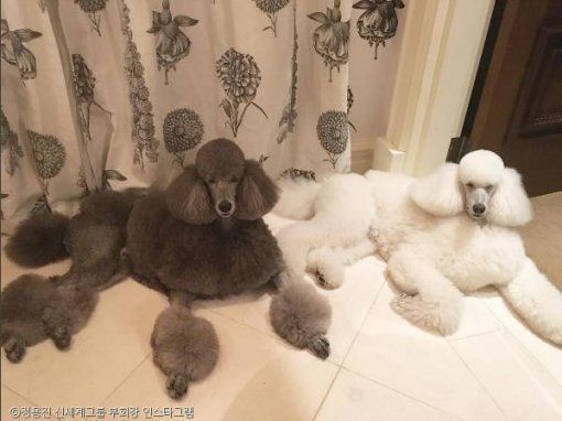  나보다 미용에 돈 더 많이 쓰는게 분명한 신세계 정용진 부회장이 키우는 강아지들...jpg | 인스티즈