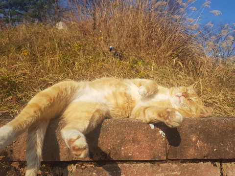 낮잠 자는 냥이 .jpg | 인스티즈