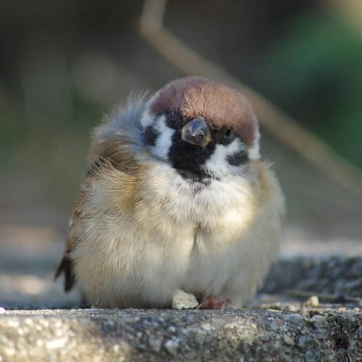 의외로 정면에서 보면 무서운 생물....JPG | 인스티즈