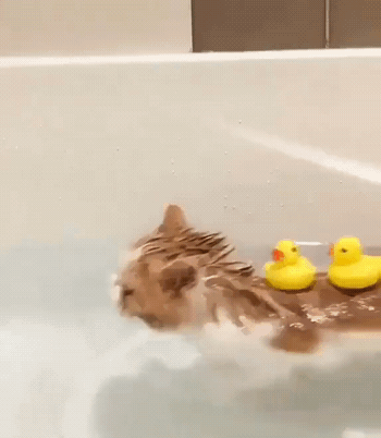 고양이는 사실 물을 좋아하는 동물이다.gif | 인스티즈