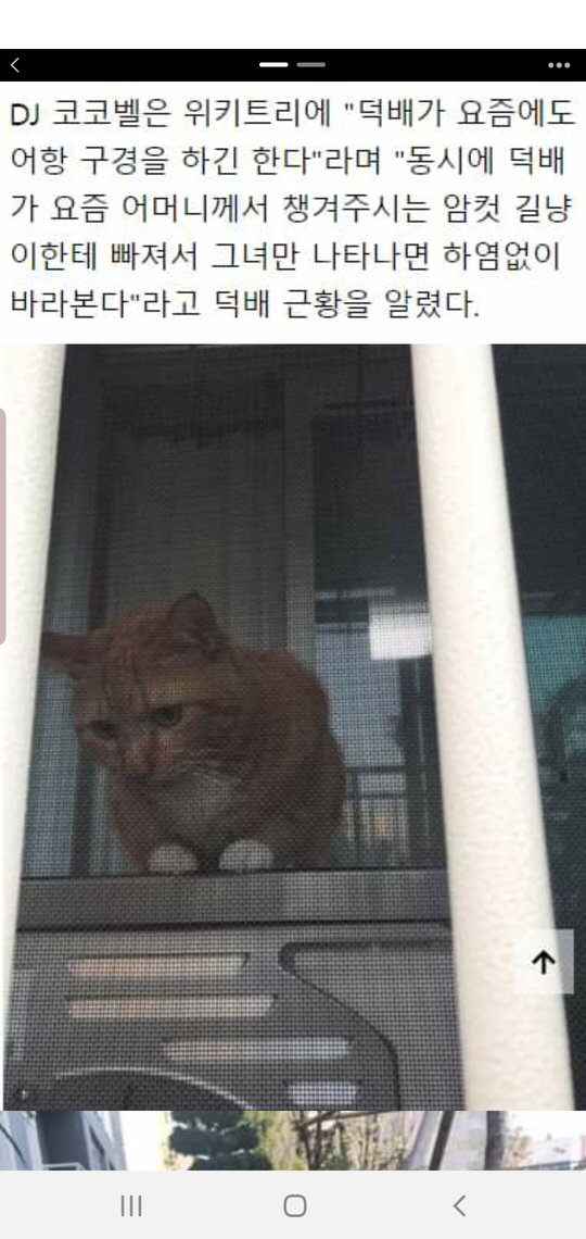 수족관 구경하느라 밤샌 고양이 덕배 근황.jpg | 인스티즈