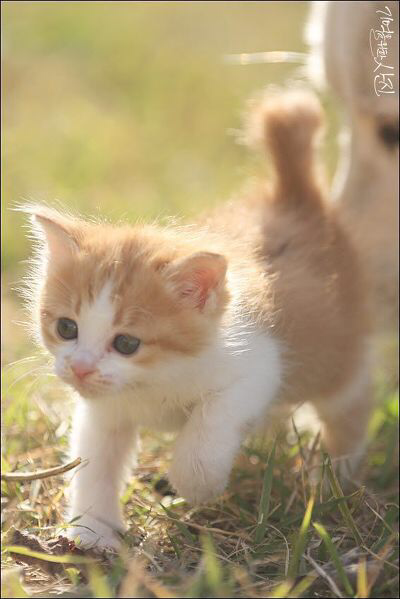 디씨에서 난리났었던 마당에서 찍은 새끼 고양이.jpg | 인스티즈