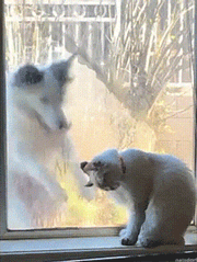 귀여운 댕댕이 짤들 | 인스티즈